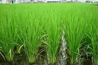 连续暴雨后水稻分蘖拔节期涝害的补救措施指南