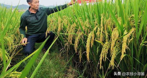 水稻高产叶面肥药套餐 什么时间打 打几遍 分别用哪种肥药
