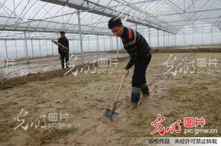 河南信阳 再生水稻工厂化大棚育秧